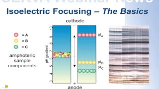 SERVA Webinar Isoelectric Focusing  The Basics English [upl. by Uella]