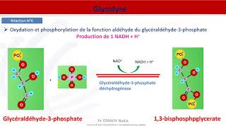 Métabolisme des glucides  Glycolyse [upl. by Riem]