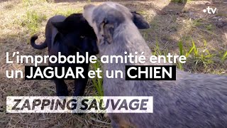 Limprobable amitié entre un jaguar et un chien  ZAPPING SAUVAGE [upl. by Sadiras]