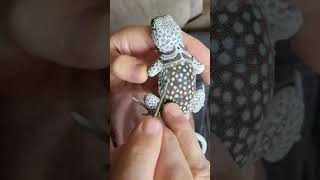 Painting a Collared Lizard shorts [upl. by Ecirad107]