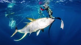 Pesca Submarina Atún de aleta amarilla 100Kg  CAZA DE AGUA AZUL Spearfishing [upl. by Rasla926]