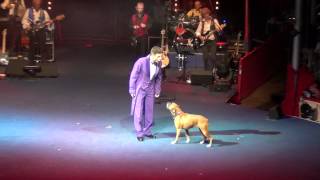 Boxer Dog in Roncalli Circus 2012mp4 [upl. by Conni182]