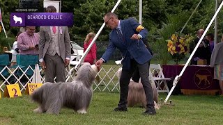 Bearded Collies  Breed Judging 2021 [upl. by Libre]