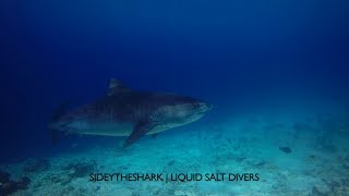 Fuvahmulah Tiger Sharks amp Thresher Sharks  Maldives [upl. by Yhtorod80]