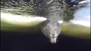 Field Season Starting Set To Weddell Seal Songs [upl. by Caryl]