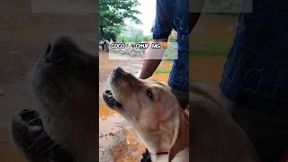 Coco vs Random ଲୋକ🤣 doglover animallover [upl. by Inaflahk]