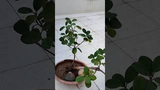 Ficus microcarpaSemi cascade BonsaiCuttingCarepruning shorts viral shorts feedShorts [upl. by Montanez534]