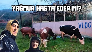 İnekler Sağanak Yağmura Yakalandı  60 Saniyede Çobanlık Challenge [upl. by Talanian494]