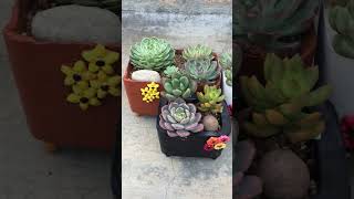 SUCCULENT ARRANGEMENTS shorts [upl. by Yelsel598]