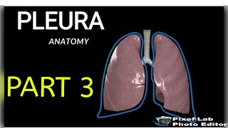 PLEURA  Part3  Pulmonary Ligament  Recesses of Pleura [upl. by Willy140]