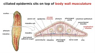 Phylum Platyhelminthes Part 1 General Characteristics [upl. by Consolata539]