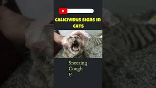 Calicivirus Signs In Cats  Feline Calicivirus shortscatcarecathealthcalicivirusviralpetlovers [upl. by Anilet]