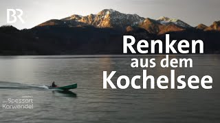 Fischerei Kneidl am Kochelsee Gibts schöne Renken  Zwischen Spessart und Karwendel  BR [upl. by Ateekram]