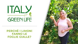 Perchè i limoni fanno le foglie gialle  chiedialucy [upl. by Nylarac]