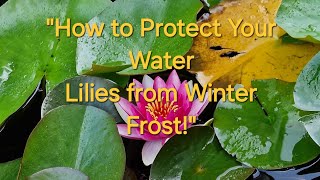 How to Protect Your Water Lilies from Winter Frost quot telugu [upl. by Berliner]