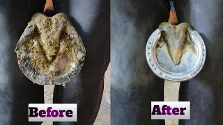 horse hoof satisfying shoeing [upl. by Bonucci689]