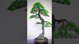 Inspirasi bonsai bunjin bonsaibunjin bonsailiterati bonsaibunjingi videoshort [upl. by Ennaerb]