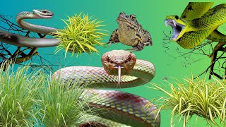 Strange Snake vs Frogs The Ultimate Showdown snakevideo toad [upl. by Erick864]