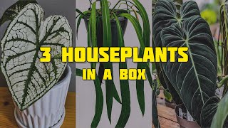 3 Popular Houseplants Unboxing and Repotting  5 MONTHS LATER [upl. by Brainard]