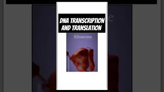 Genetics biologyGenetics class 12 TranscriptionTranslation Process of transcription amp translation [upl. by Esinej]