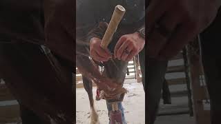 Farrier fun in Tx farrierlife horseshoeing farrier horseshoeing [upl. by Landmeier]