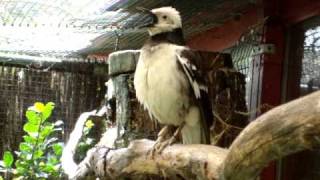 black collared starling sings [upl. by Niraa]