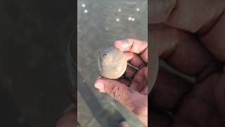 Shark eye moon snail shell at the beach moonsnailshell seashell beachtreasures youtubeshorts [upl. by Cordi]