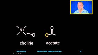 Acetylcholinesterase [upl. by Whitelaw]