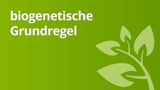 Überblick über die biogenetische Grundregel  Biologie  Genetik [upl. by Sivrat]