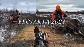 Elgjakt 2024  Min første storokse  Moose hunting 2024 [upl. by Orual495]