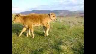 Goveda rase buša na Staroj planini  Busha Cattle in the Stara Planina [upl. by Yrrah]