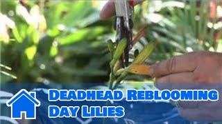 Plant Care Lilies  How to Deadhead Reblooming Day Lilies [upl. by Abdella]