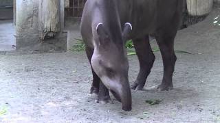 アメリカバク（上野動物園）：South American Tapir Ueno Zoo [upl. by Natsirhc]