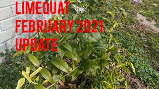 Limequat Tree 🌲 Update 🥶February 2021❄️ Zone 8 [upl. by Nylsirhc174]