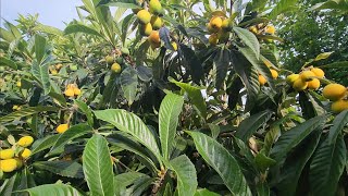 Loquat Season Begins  How I Attach Netting Alone [upl. by Dong]