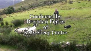 Brilliant Sheep Herding Demonstration Using Border Collies [upl. by Wadell381]