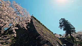 延岡城跡・城山公園 桜満開（2024 0401） [upl. by Saxen275]