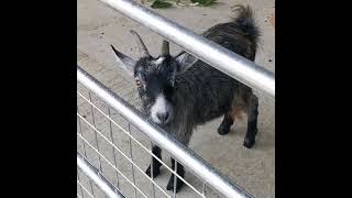 New arrivals at Manor Farm Eastleigh babygoats kids farmlife england [upl. by Winterbottom204]