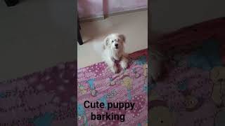 cute shihtzu dog barking dog youtubeshorts shorts [upl. by Shaughnessy688]