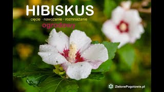 Hibiskus ogrodowy  cięcie nawożenie rozmnażanie [upl. by Hsirrehc]