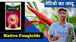 Nativo Bayer Fungicide  फसल में कवक जनित रोग का बाप।Tebuconazole 50 Trifloxystrobin 25WG 75 WG [upl. by Serena]