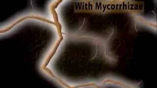 See how mycorrhizae and mycorrhizal fungi absorb nutrients o [upl. by Gant602]