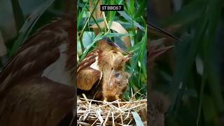 Yellow bittern bird feeding their babies in the nest 💕 nature foryou shorts birds birdslover [upl. by Isnyl]