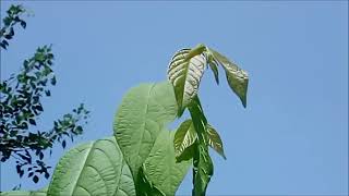 The Rangoon Creeper Quisqualis indica [upl. by Norrej723]