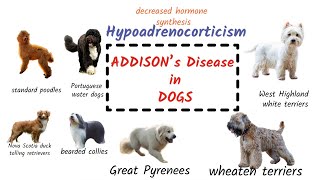 Addisons disease in Dogs  Canine Addisons Disease   Causes  Diagnosis  Treatment [upl. by Bennie44]