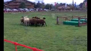 Concours agricole race Abondance [upl. by Savage]