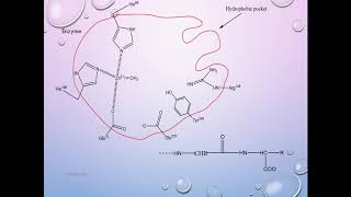 Mechanism of Carboxypeptidase A [upl. by Einnaffit]