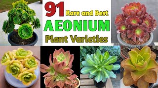 91 AEONIUM SPECIES  Aeonium Plant Varieties with Names  Plant and Planting [upl. by Aneleh]