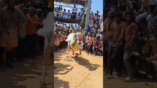 🔥Sevoor parasakthi editing bull velloreeruthukattu vellore [upl. by Chappelka]