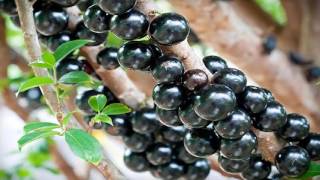 ENTÉRATE AQUÍ LOS BENEFICIOS DE LA JABUTICABA [upl. by Eikcor]